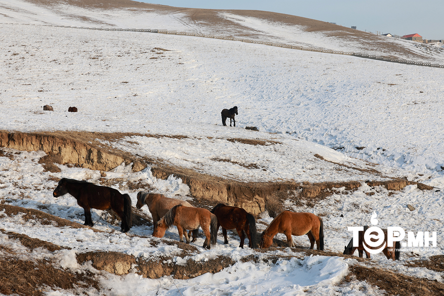 Түр хашаанд мал хонуулалгүйгээр эздийг нь тогтоож, хүлээлгэн өгсөн