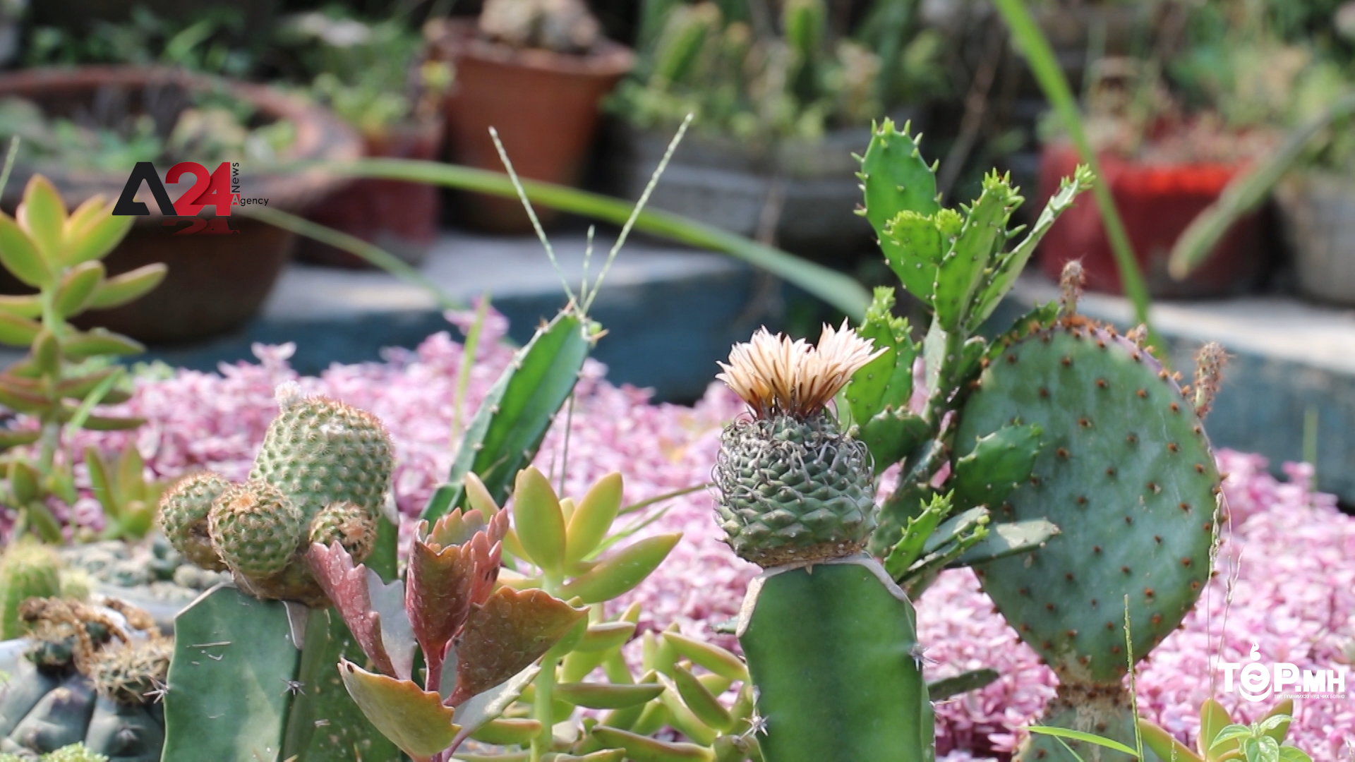 Бангладеш: Дээврийн цэцэрлэгжүүлэлт бол орлого олох боломж