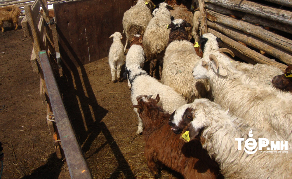Архангай аймгийн Төвшрүүлэх суманд хаваржилт хүндэрч, шинэ төлийн 40 орчим нь хорогдоод байна