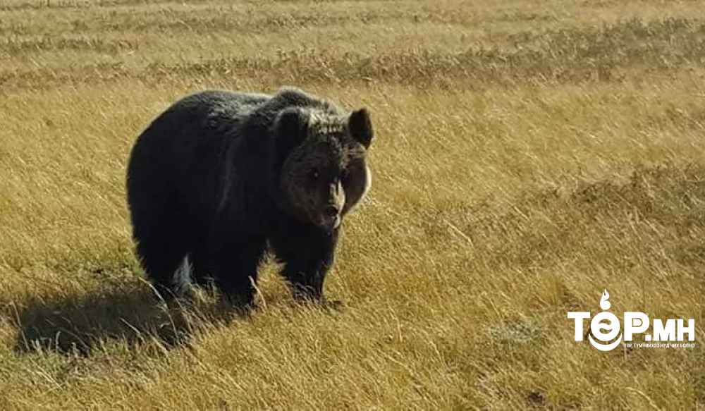 Булган аймагт хүрэн баавгай бог мал барьж идсэн тохиолдол гарчээ