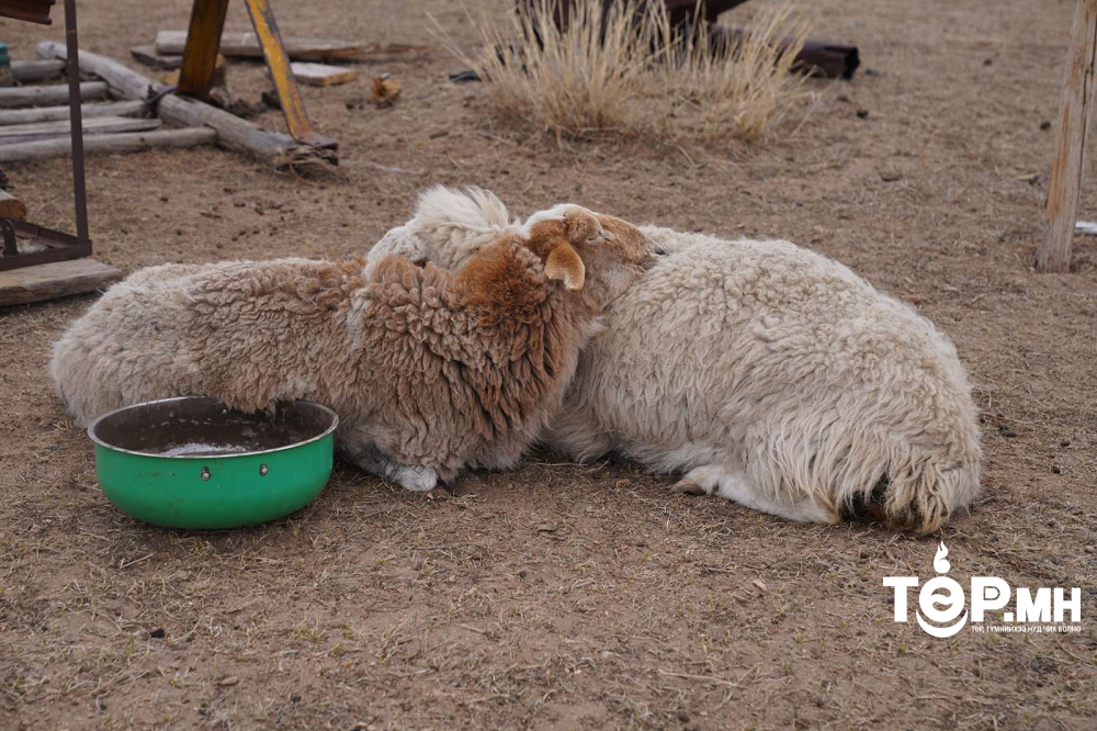 Өнгөрсөн өвөл хатуу ширүүн өвөл болсноос ихэнх аймагт хаваржилт хүндэрч байна
