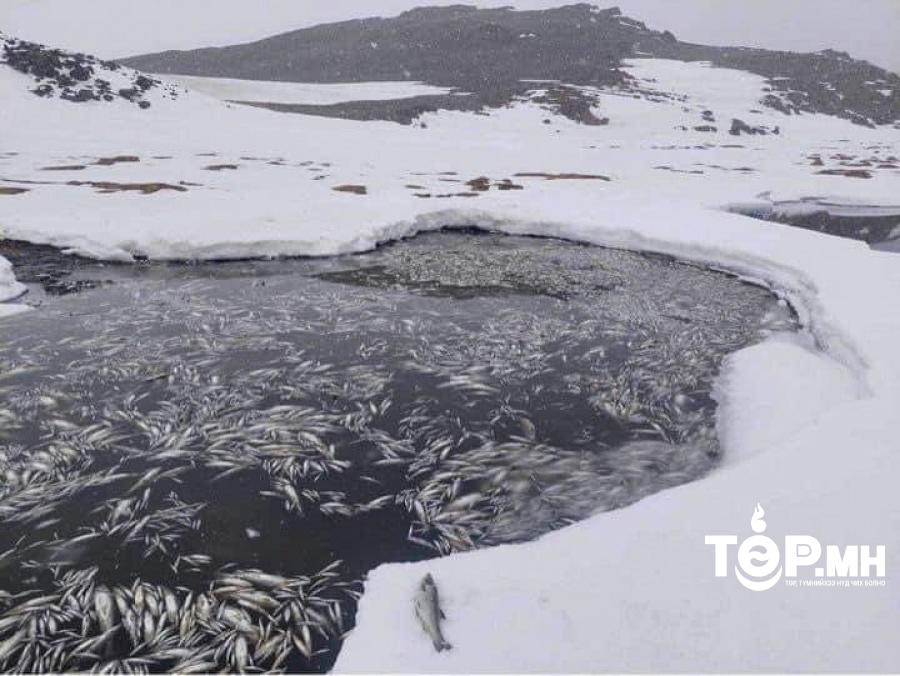 Даян нуурын баруун эрэгт загас үхсэн асуудлыг судлан шинжилж байна