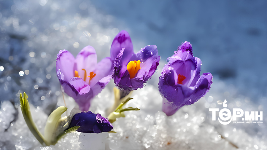 Өнөөдөр хаврын дунд сарын шинийн 7 буюу Ханш нээх өдөр тохиож байна