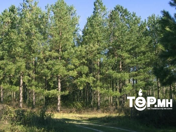 45 настай эмэгтэй жимс түүхээр яваад алга болжээ