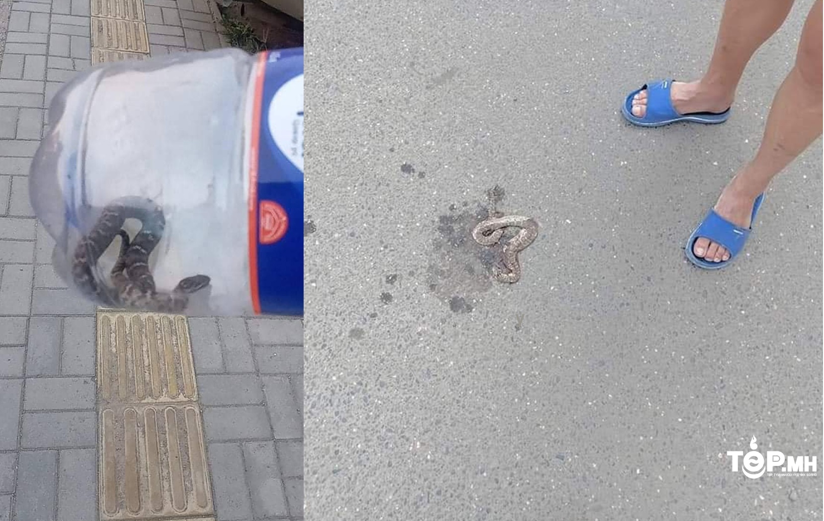 Хүүхдийн тоглоомын талбайгаас ХОРТ МОГОЙ олдлоо