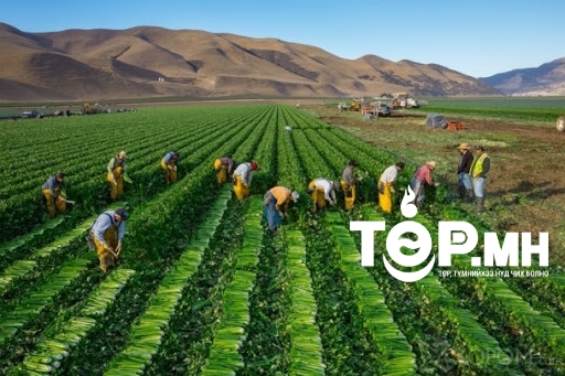 Ургац хураалтын ажлын саналаас татгалзвал хоолны талоноос хасна