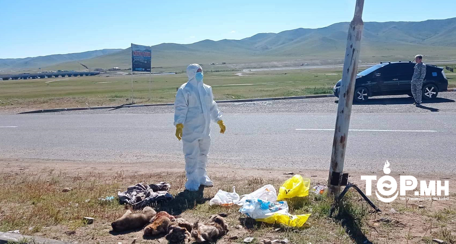 Хууль бусаар тарваганы тулам тээвэрлэж явсныг илрүүллээ