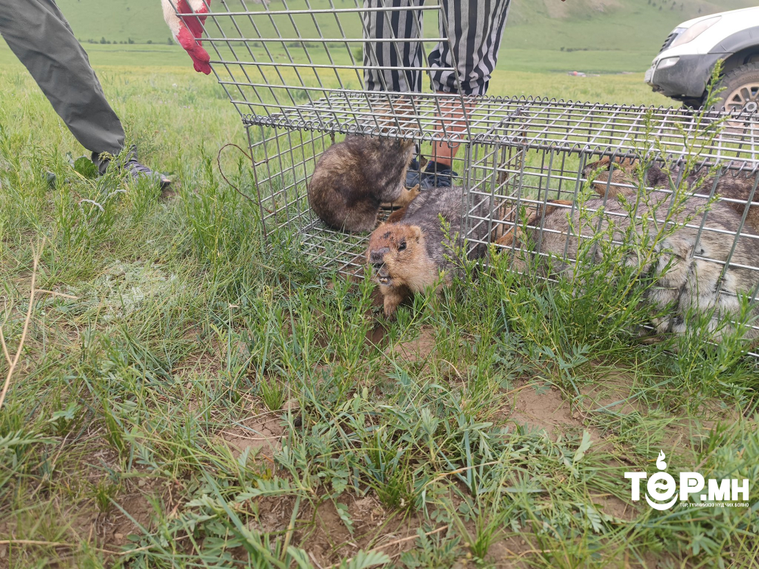 Улаанбаатар хотын зуслангийн бүсээс тарвага нүүлгэн шилжүүлэв