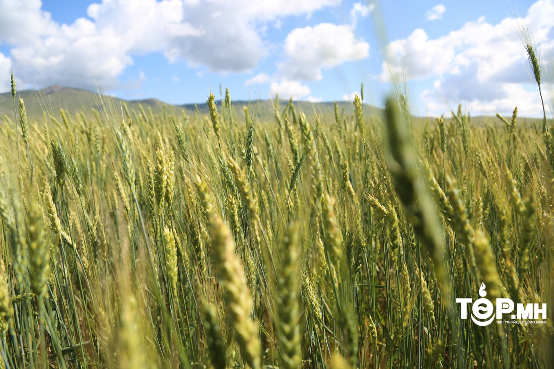 Энэ намрын ургац хураалтад нийт 10-15 мянган ажиллах хүчин шаардлагатай
