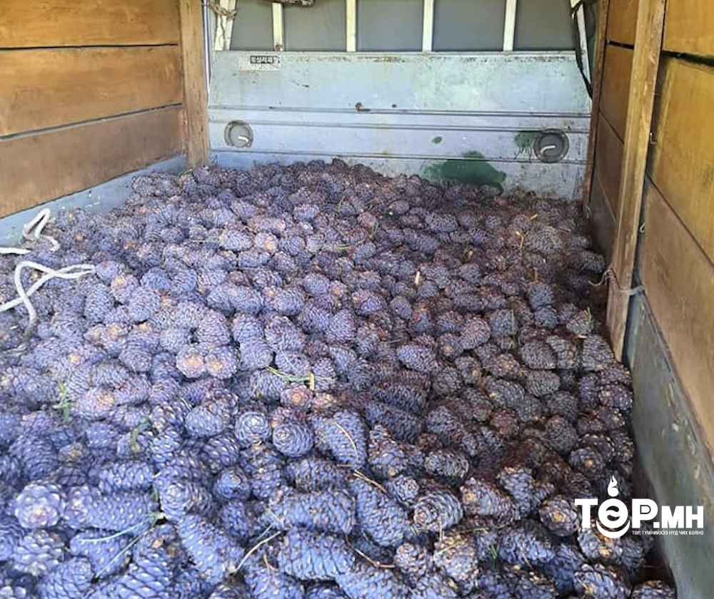 Богдхан уулын Түргэний аманд хууль бусаар самар түүж байсан иргэдийн үйлдлийг зогсоожээ