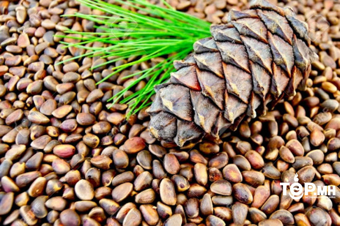 Хуш модны болц гүйцээгүй түүхий самар түүж хэрэглэхгүй байхыг анхааруулж байна! ! !