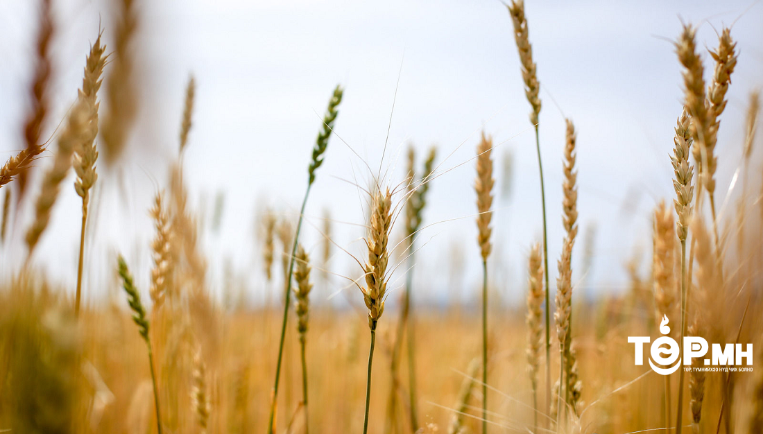 ХААДС-д хүлээн авах улаанбуудайн үнийг тогтоолоо