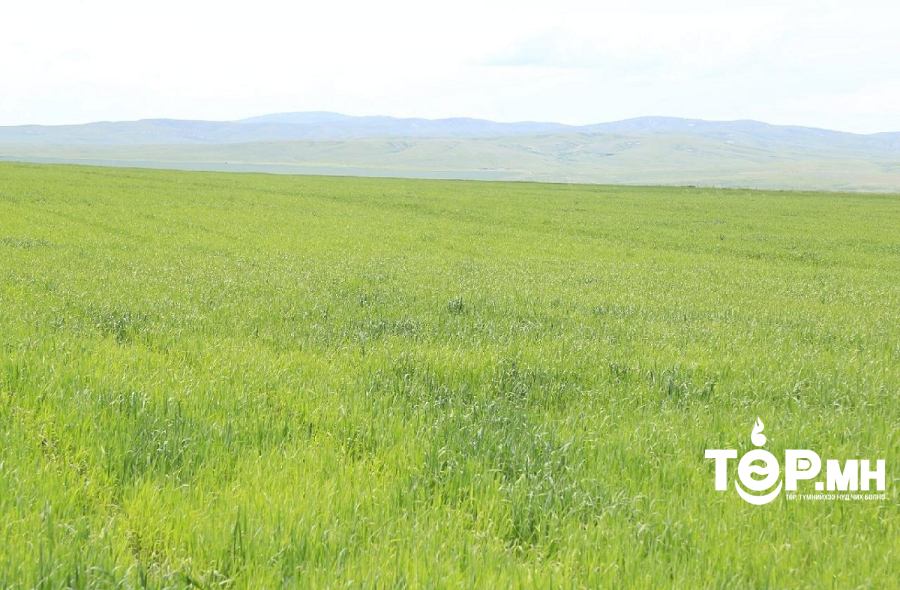 Малчид нэгдэн ногоон тэжээл тарьж, өвөл хаварт бэлдэж байна