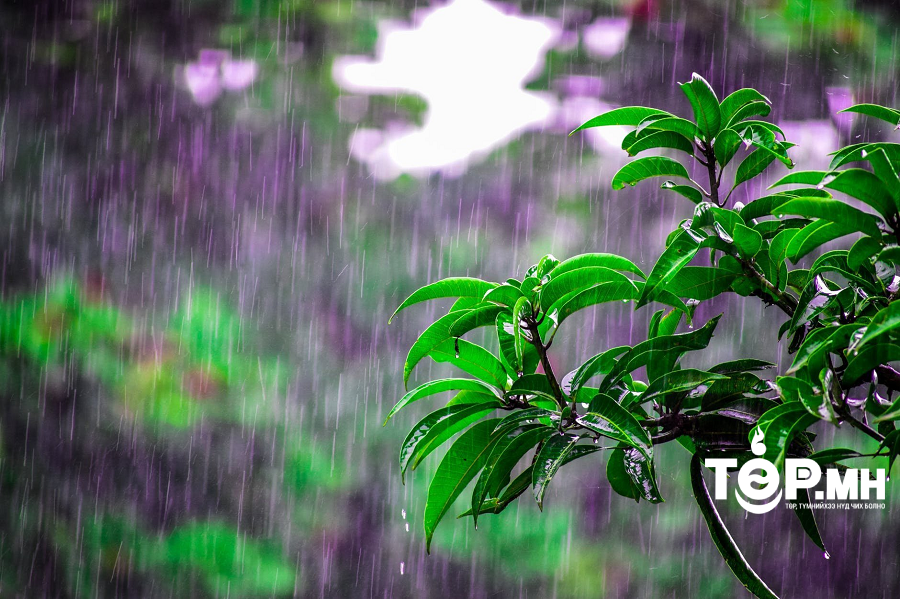 Төв болон зүүн аймгуудын нутгаар бороо, дуу цахилгаантай аадар бороо үргэлжлэн орно