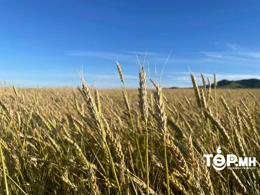 Цаг агаар хэвийн байвал 9 сарын эхээр ургац хураалт эхлэх төлөвтэй байна