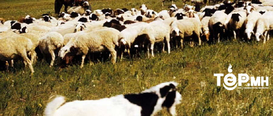 Төв аймагт аадрын улмаас 156 толгой мал хорогджээ