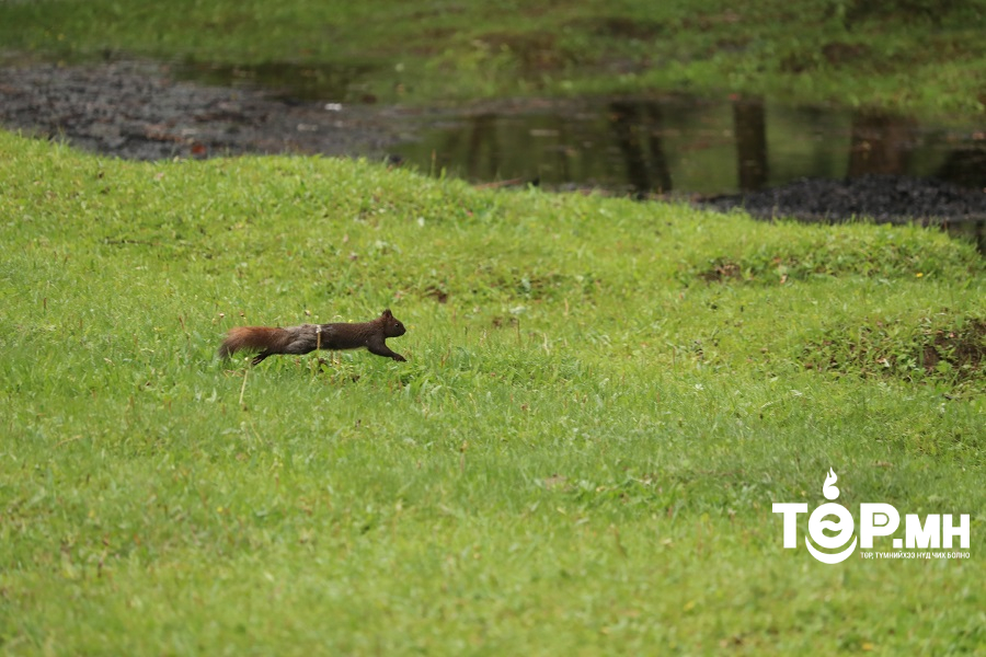 Улаанбаатарт 19 градус дулаан.Үүл багасна
