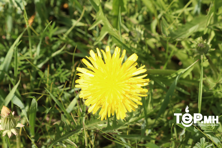 Улаанбаатар хотод  өдөртөө +32 градус дулаан