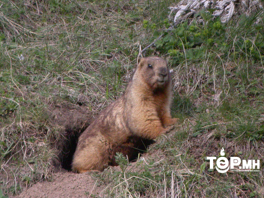 Улаанбаатар хотод тарваган тахал өвчний 1 тохиолдол бүртгэгдлээ