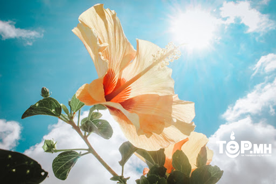 Улаанбаатар хотод өдөртөө 22 хэм дулаан