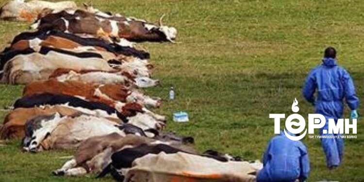 Хөвсгөл аймгийн 14 голомтод шүлхий бүртгэгдлээ