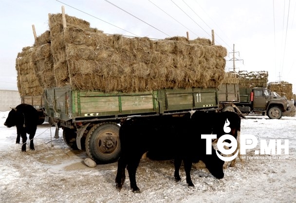 Г.Наранчулуун: Олон улсын байгууллагуудаас 250 мянган ам.долларын дэмжлэг үзүүлээд байна