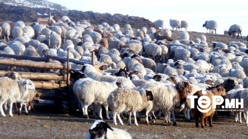 Мал, тэжээвэр амьтдын жилийн эцсийн тооллого энэ сарын 7-17-ны хооронд явагдана
