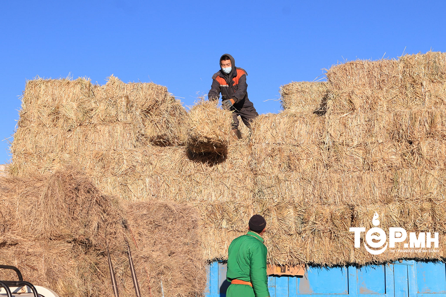 Малчдад улсын нөөцөөс тэжээл 50 хувь хямдруулж олгоно