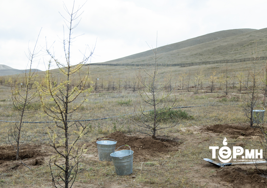 Хан-Уул дүүрэг намрын мод тарилтаар Эко ойн төгөлд 4000, гэр хороололд 7000 мод тарина