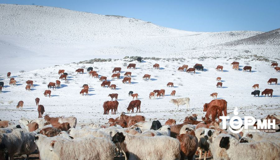 Мялзан өвчний тохиолдол батлагдсан Ховд аймгийн Булган суманд хорио цээрийн дэглэм тогтоолоо