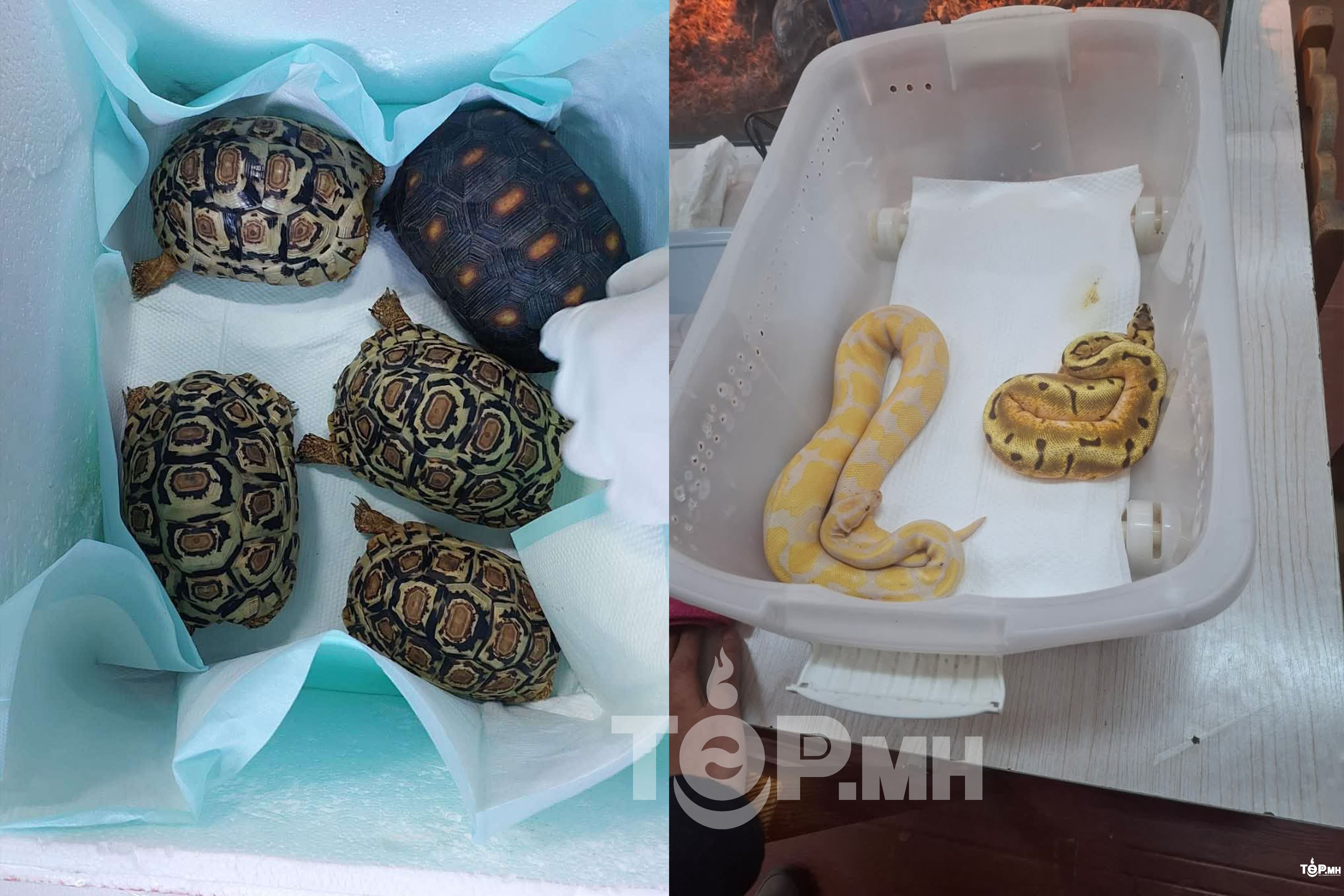 ГЕГ: "Сувинер, хувцас, шинэ жилийн тоглоом" гэж гаальд мэдүүлсэн бараанд амьд могой, яст мэлхийг нуусан байна