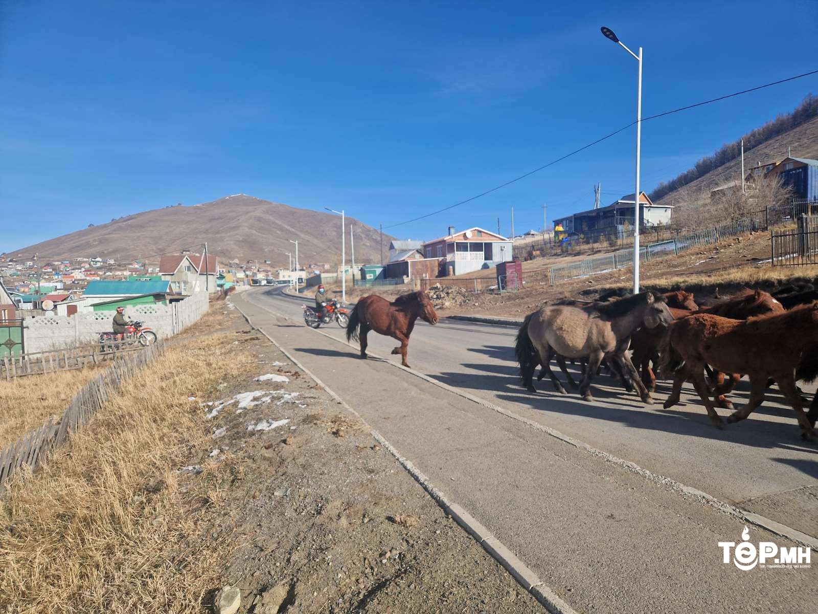 Энэ онд нийслэлийн мал аж ахуй эрхлэхийг хориглосон бүсээс 214 айлын 8495 малыг гаргав