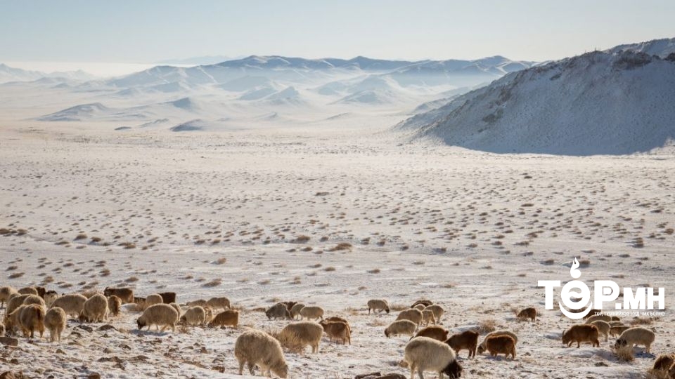10 аймагт "цагаан зуд"-ын нөхцөл бүрджээ