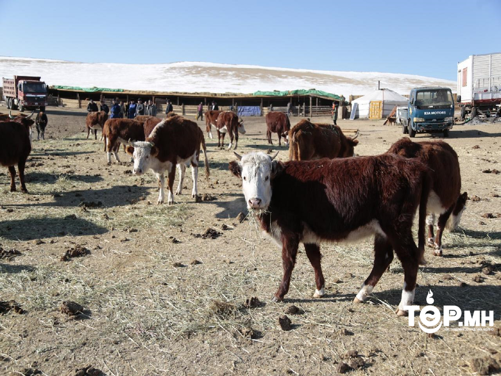 Өнөөдрийн байдлаар малчдын түвшинд бэлтгэгдсэн өвс, тэжээл 60 хувийн зарцуулалттай байна