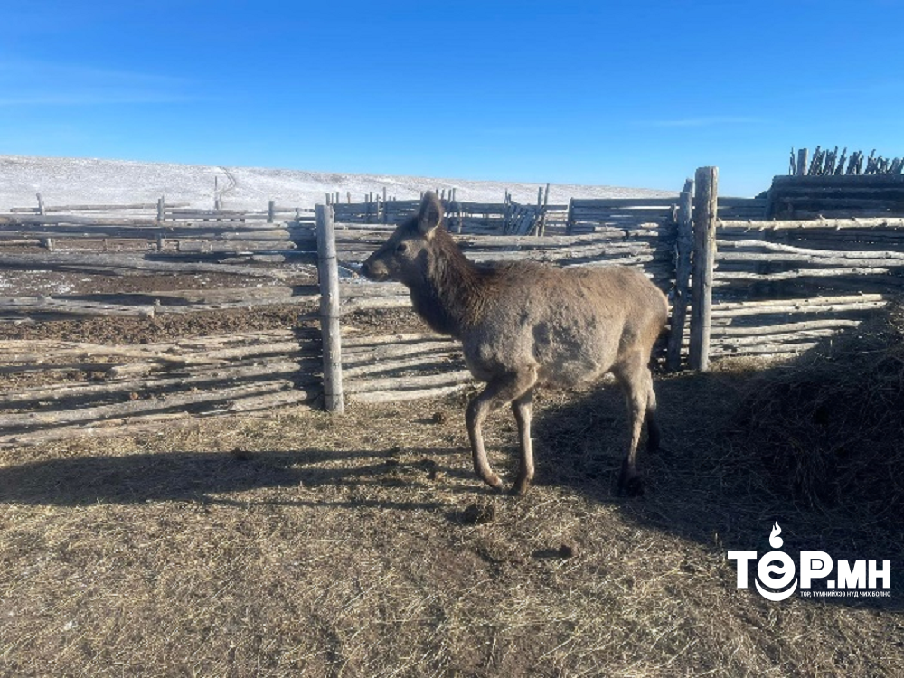Зэрлэг амьтанд хөөгдөж, шархадсан бугын төлийг малчин Баасандорж тэжээж байна