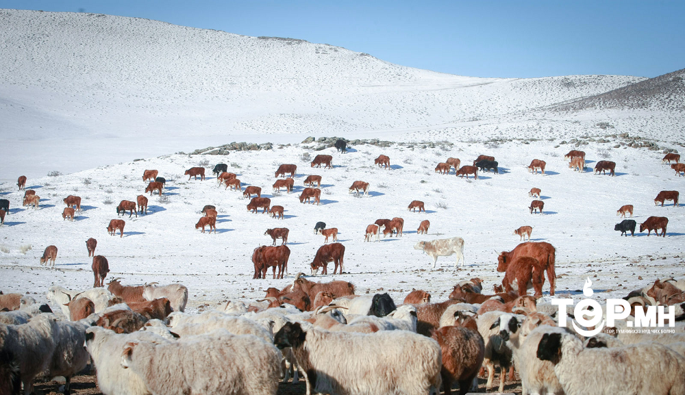 Он гарсаар 233,213 толгой том малын зүй бусын хорогдол 92,603 толгойгоор нэмэгдлээ