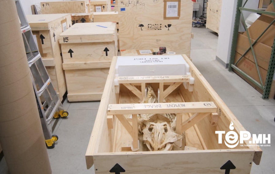 Монголын соёлын өв 6 төрлийн үлэг гүрвэлийн 16 олдворыг АНУ-аас  авчирч холбогдох байгууллагад хүлээлгэн өглөө