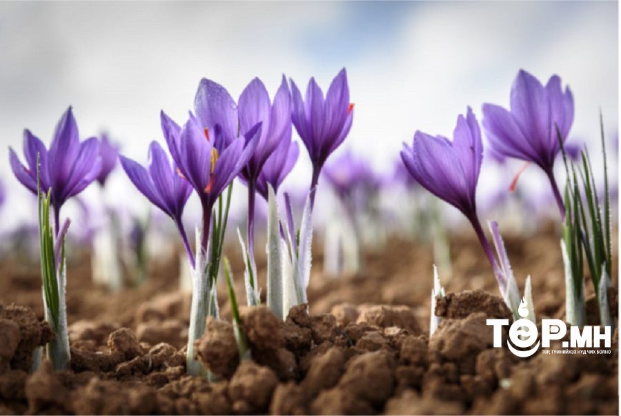 Саффрон цэцгийн орцтой, онцгой сүүн бүтээгдэхүүнийг үйлдвэрлэж эхэлжээ