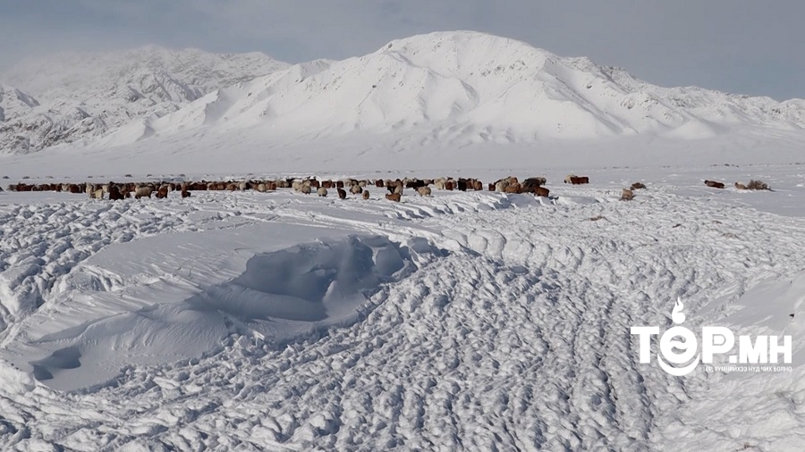 Улсын хэмжээнд нийт 667.841 толгой мал хорогджээ