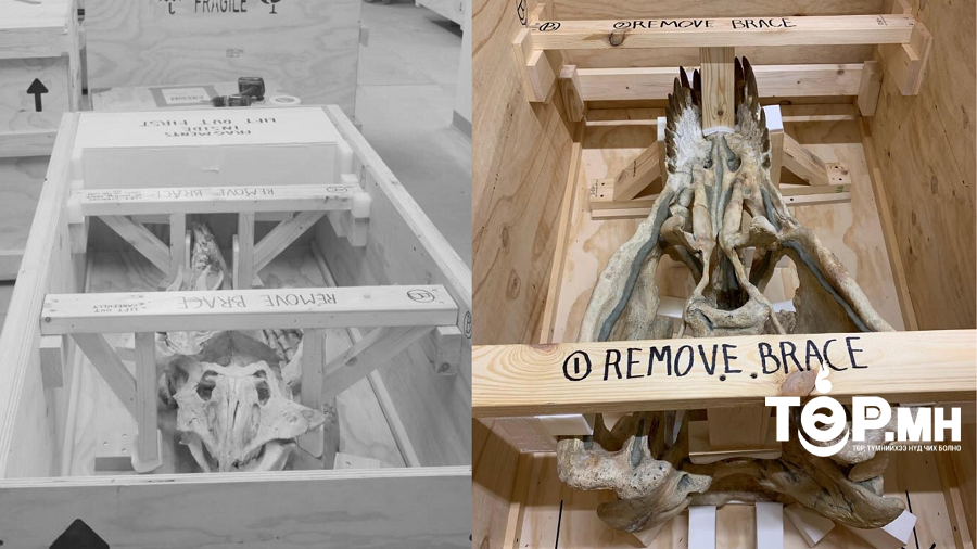 АНУ-д худалдаалагдах гэж байсан үлэг гүрвэлийн олдворуудыг эргүүлэн авч ирэхэд бэлэн болжээ