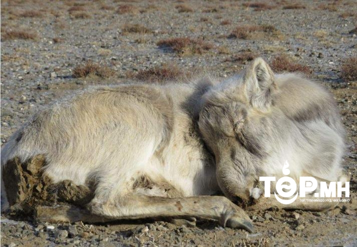 ОБЕГ: Багануур дүүрэгт бог малын "мялзан" өвчин бүртгэгдлээ