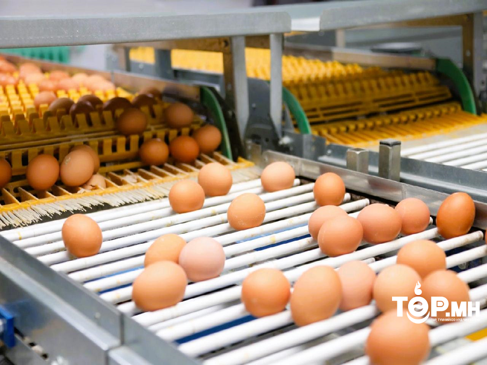 Түмэн шувуут-2 төсөл бүрэн хэрэгжсэнээр нэмэлтээр 80 сая ширхэг өндөр үйлдвэрлэнэ