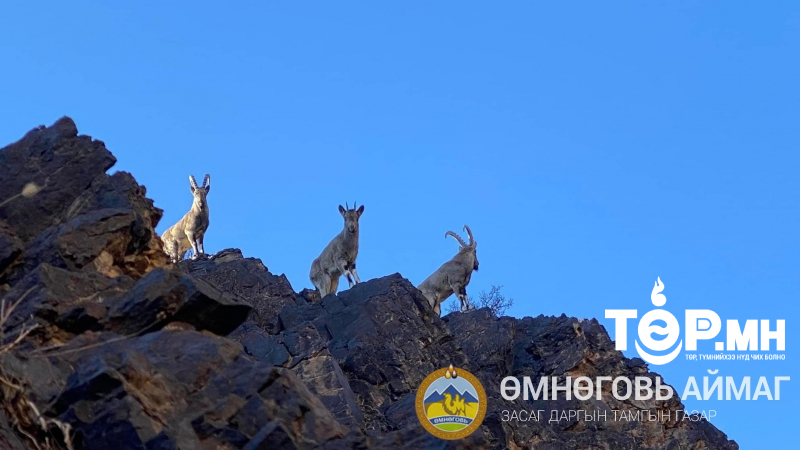 Аргаль янгир хамгаалах сангийн үйл ажиллагааг "Нутгийн Хишиг" хөтөлбөрөөс дэмждэг