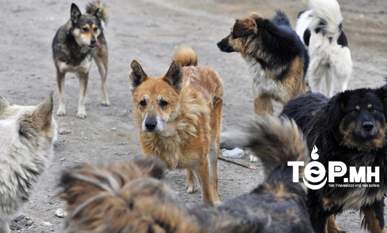 Эзэнгүй нохой, муурыг түр асрамжлах байранд байрлуулж, үржил хязгаарлах мэс ажилбар хийнэ