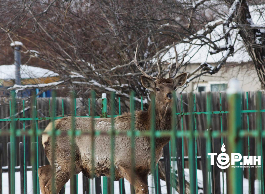 Суурьшлын бүсэд орж ирсэн зэрлэг амьтдыг үргээхгүй, хэт ойртохгүй байхыг анхааруулж байна