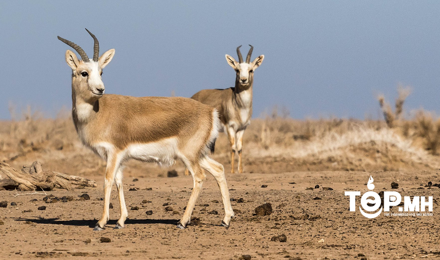 Дээд шүүх хар сүүлтийг агнасан иргэдийн тэнсэн харгалзах ялыг шударга ёсны зарчимд нийцээгүй гэж үзжээ