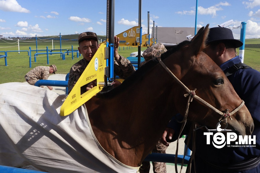 Хурдан морь шүдлэх явцыг шууд дамжуулна