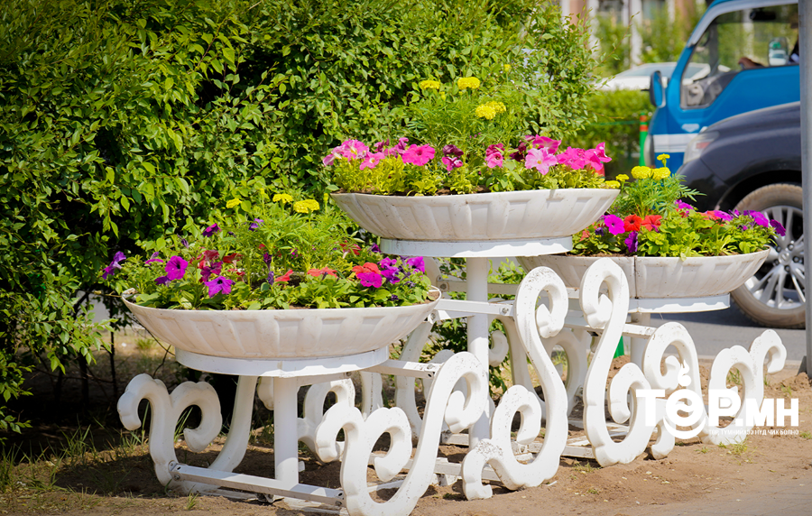 Сонгинохайрхан дүүргийн хэмжээнд 12 байршилд 35700 ширхэг гоёлын цэцэг тарьж байна