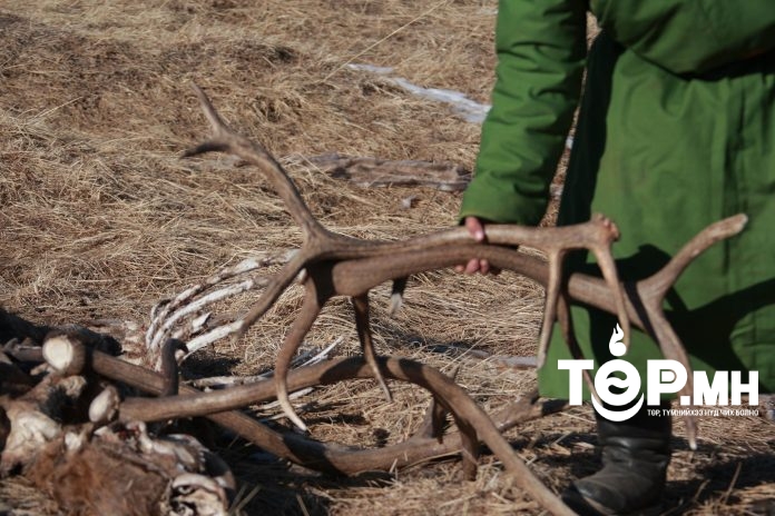 Бугын эвэр түүж бэлтгэхийг НЭГ ЖИЛИЙН хугацаатай ХОРИГЛОЛОО