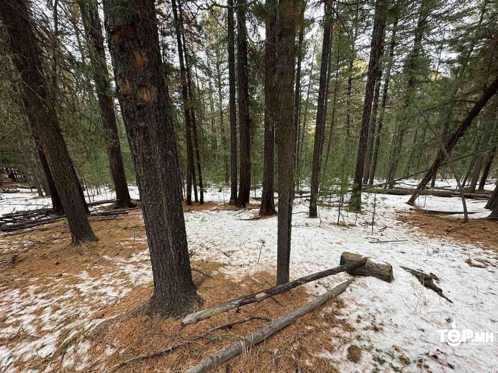 Хуш модонд гэмтэл учруулсан 15 ААН-ийг хуулийн байгууллагад шилжүүлнэ